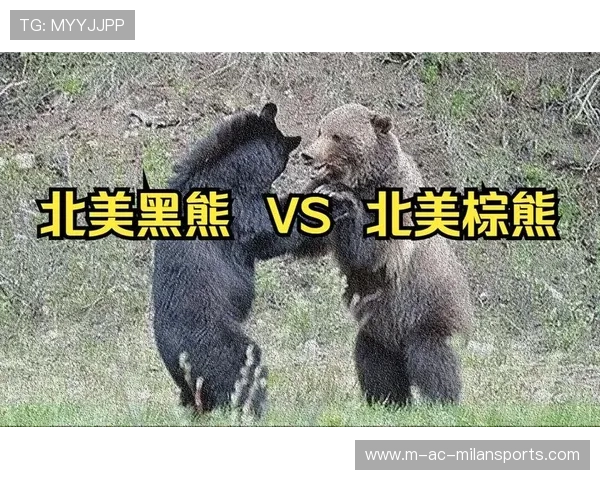 黑熊袭城惊魂,市民陷生死危机,黑熊 袭击 黑熊袭城惊魂,市民陷生死危机,黑熊 袭击